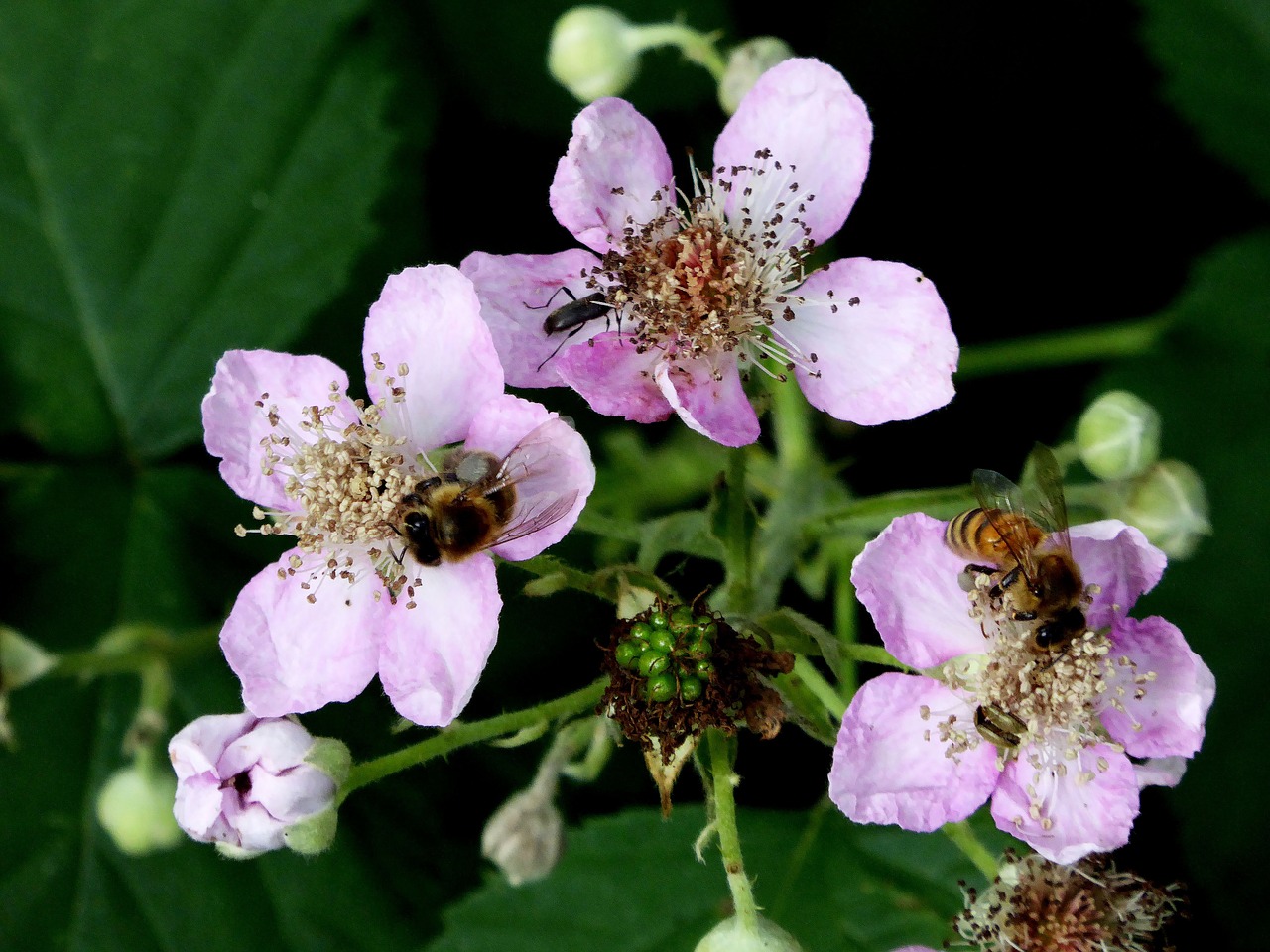 Image - wild flowers pink pollination bees