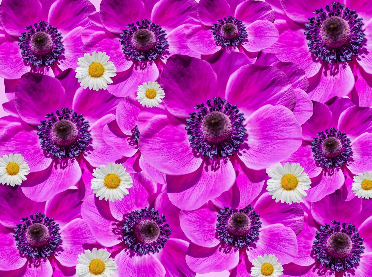 Image - flowers anemone poppy collage