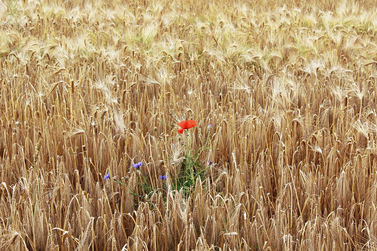 Image - poppy cornfield field cereals red