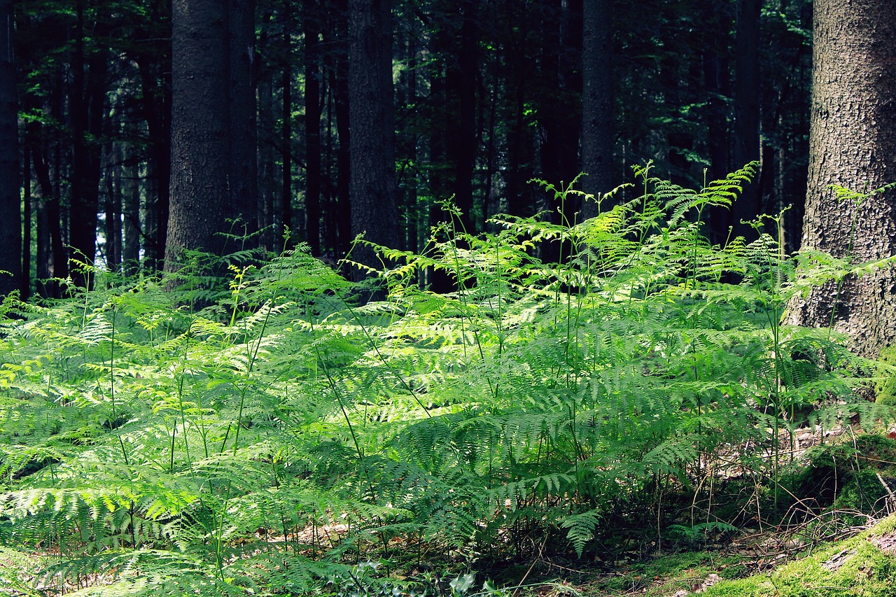 Image - fern forest nature mushroom slope