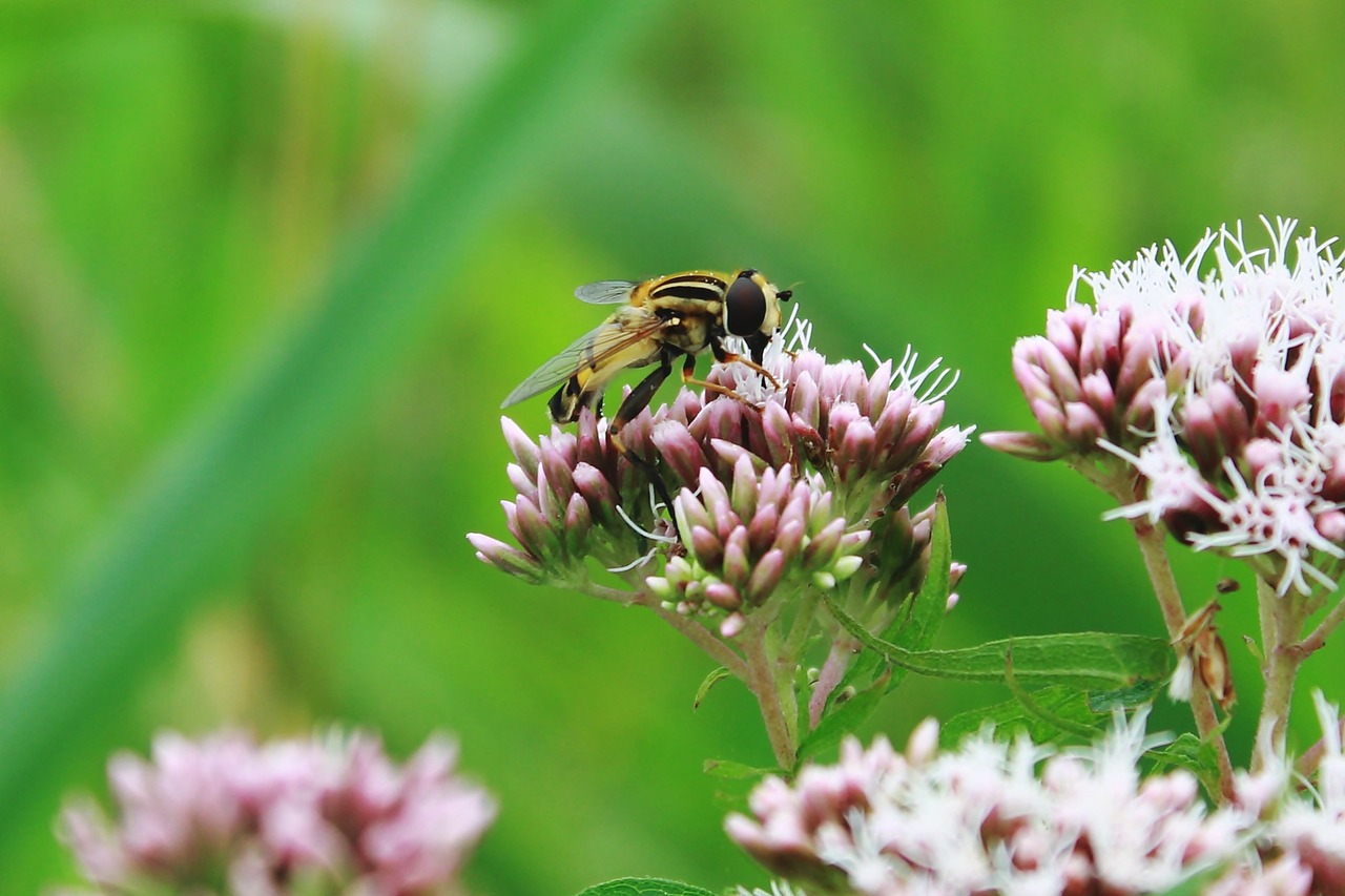 Image - mist bee mud bee translucent bees