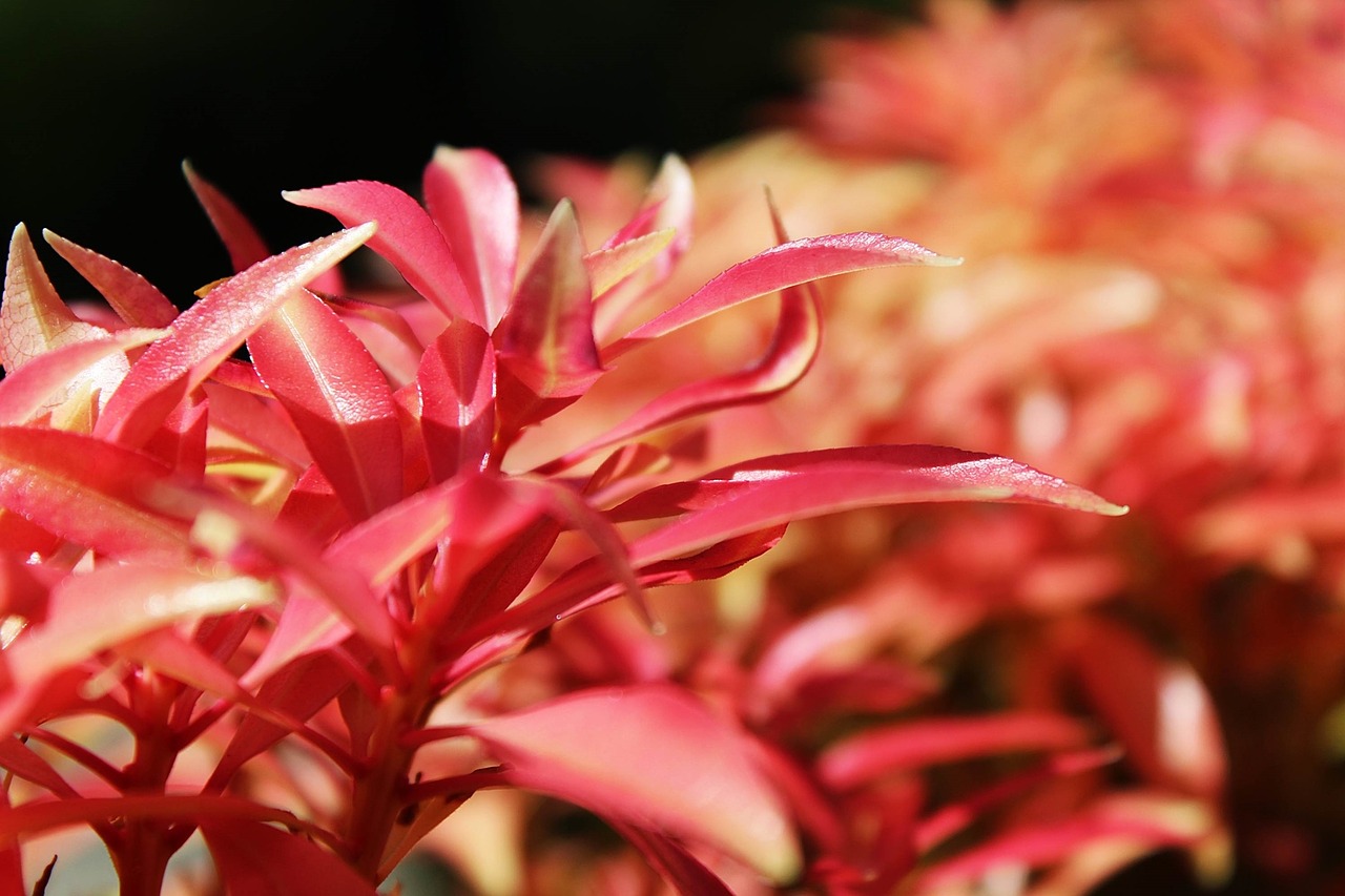 Image - bush leaves plant red close mood