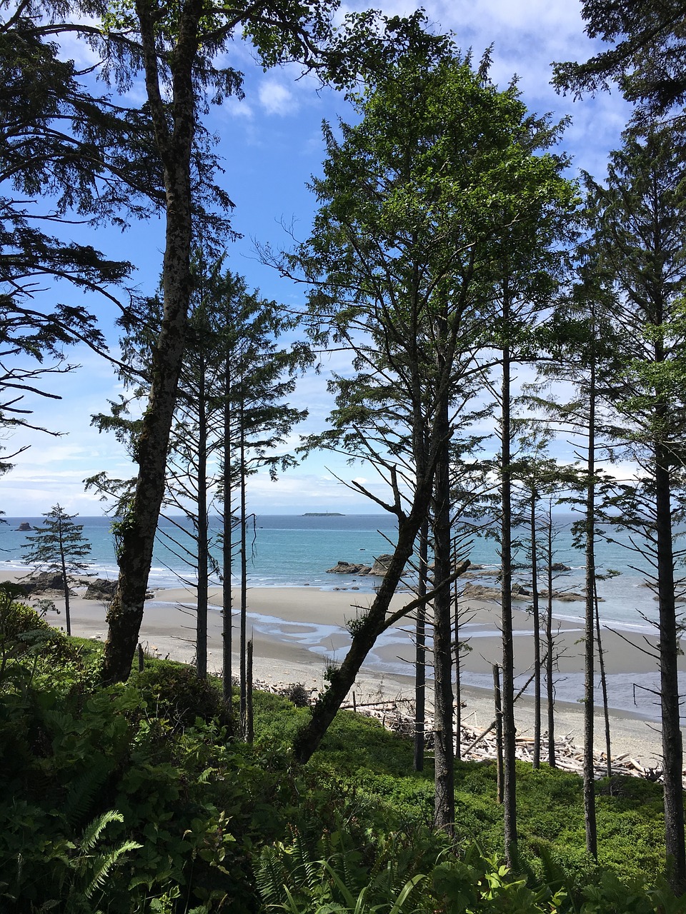 Image - washington state trees douglas fir