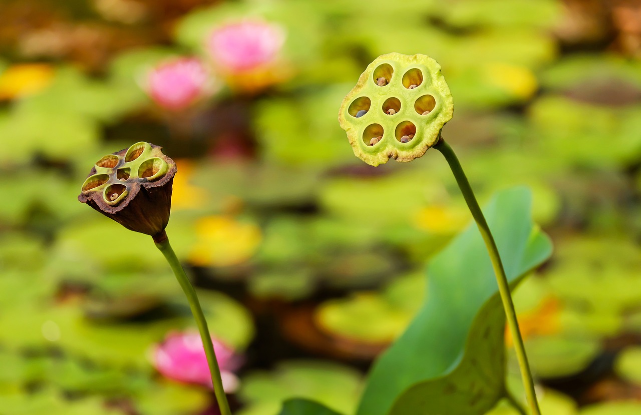 Image - lotus flower lotus blossom bloom