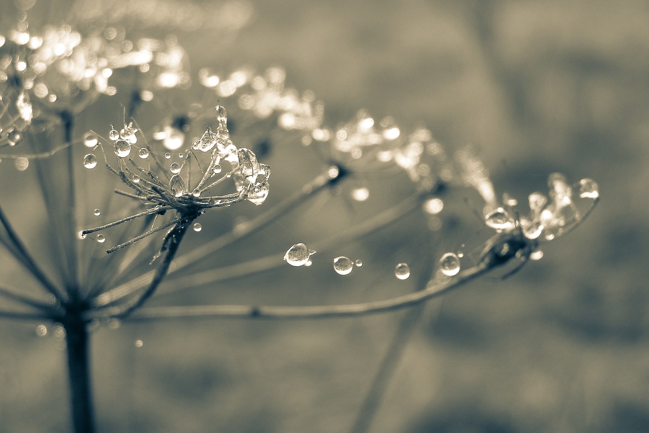 Image - cobweb drops rosa the stem