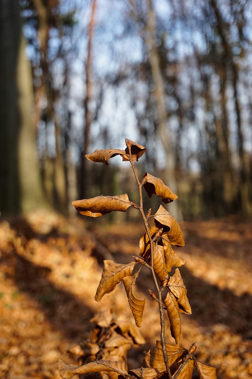 Image - autumn forest foliage sprig