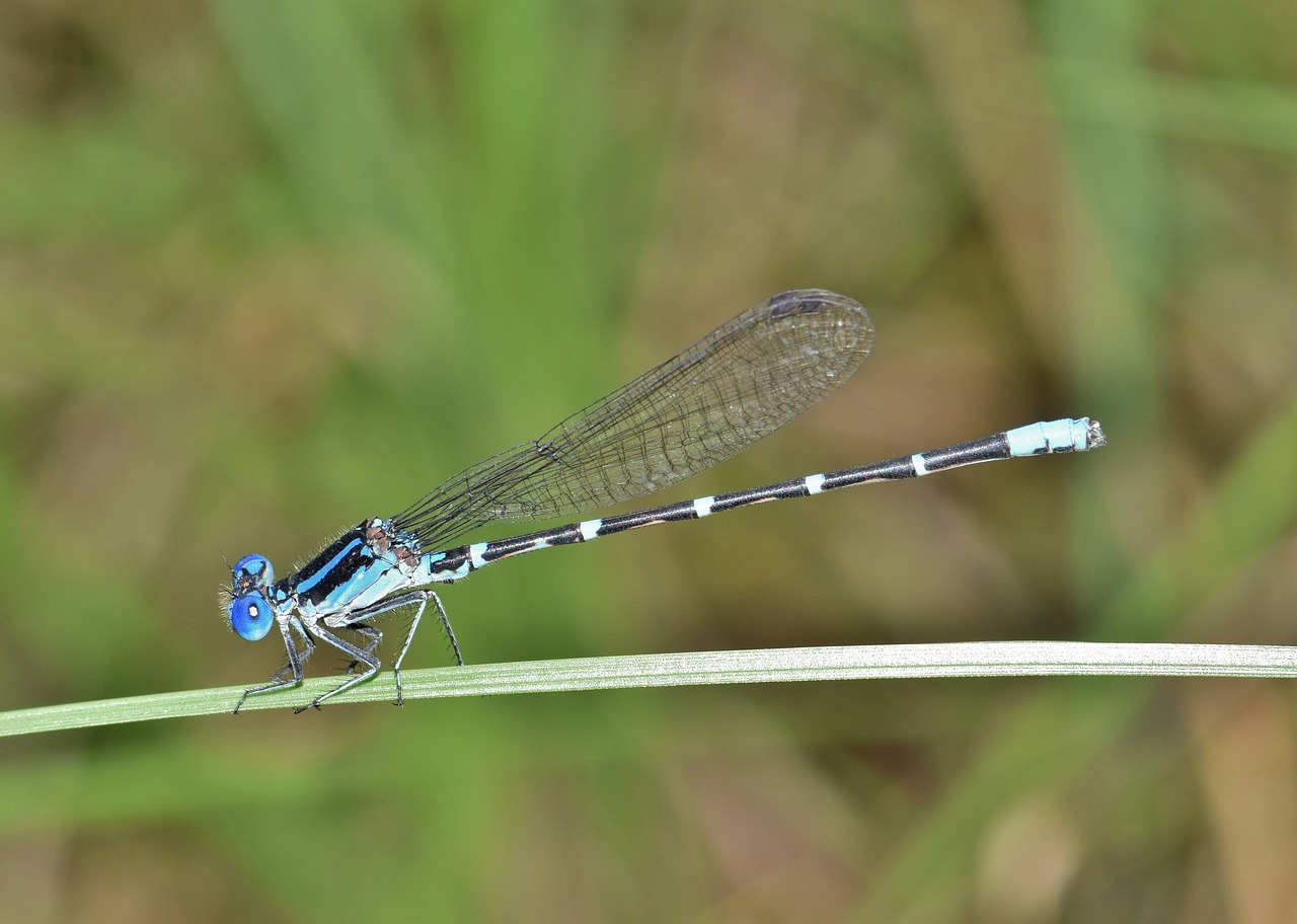Image - damselfly familiar bluet bluet