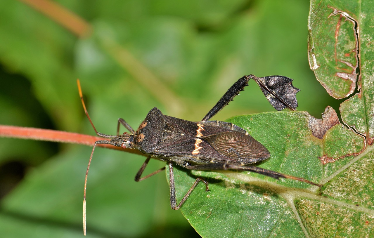 Image - beetle bug leaf footed bug