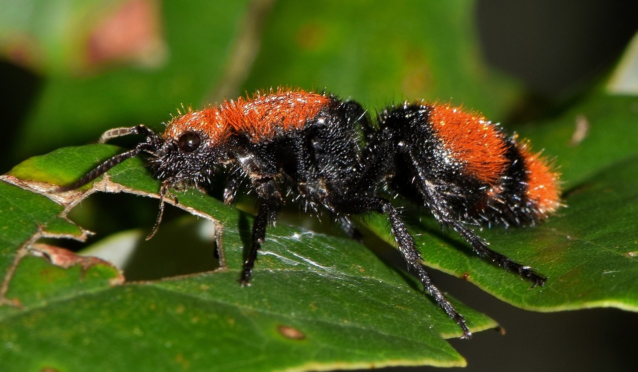 Image - wasp velvet ant cow killer cow ant