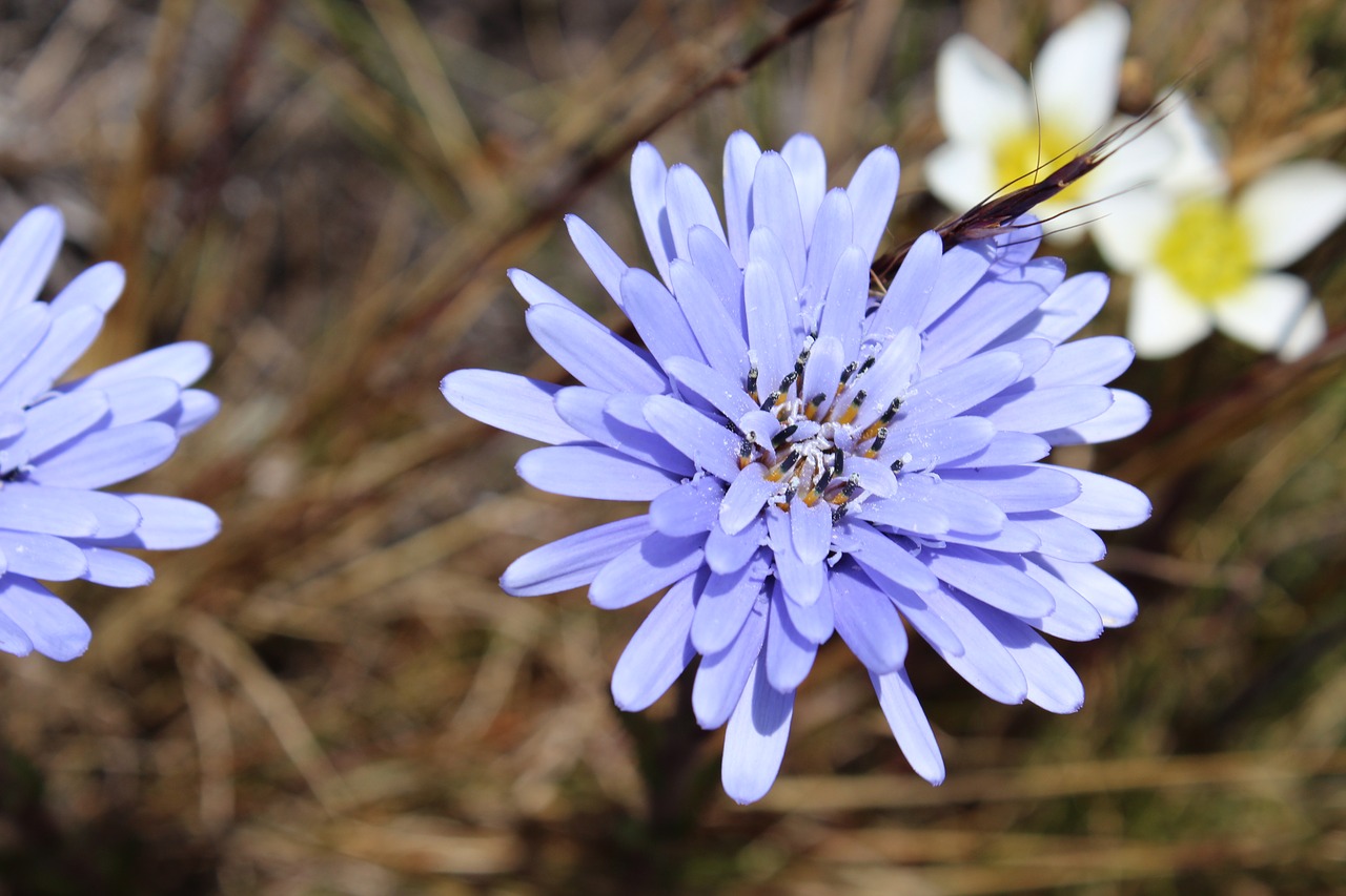 Image - flor jalca cajamarca perú