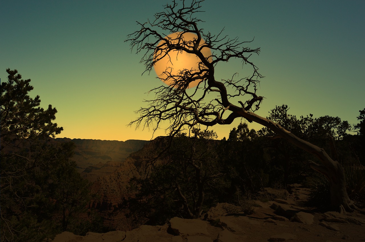 Image - landscape moon night tree cerrado