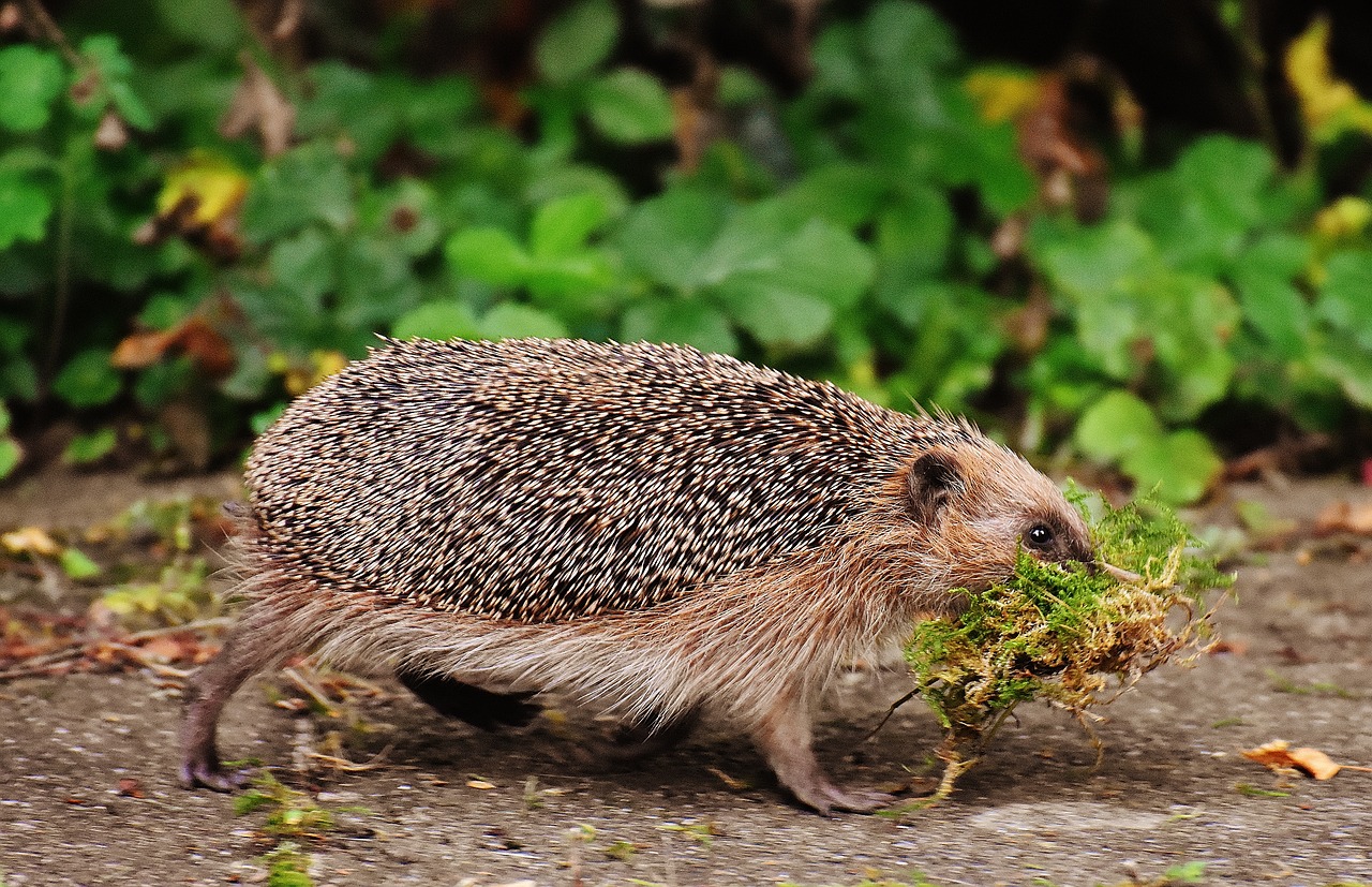 Image - hedgehog hard working build shelter