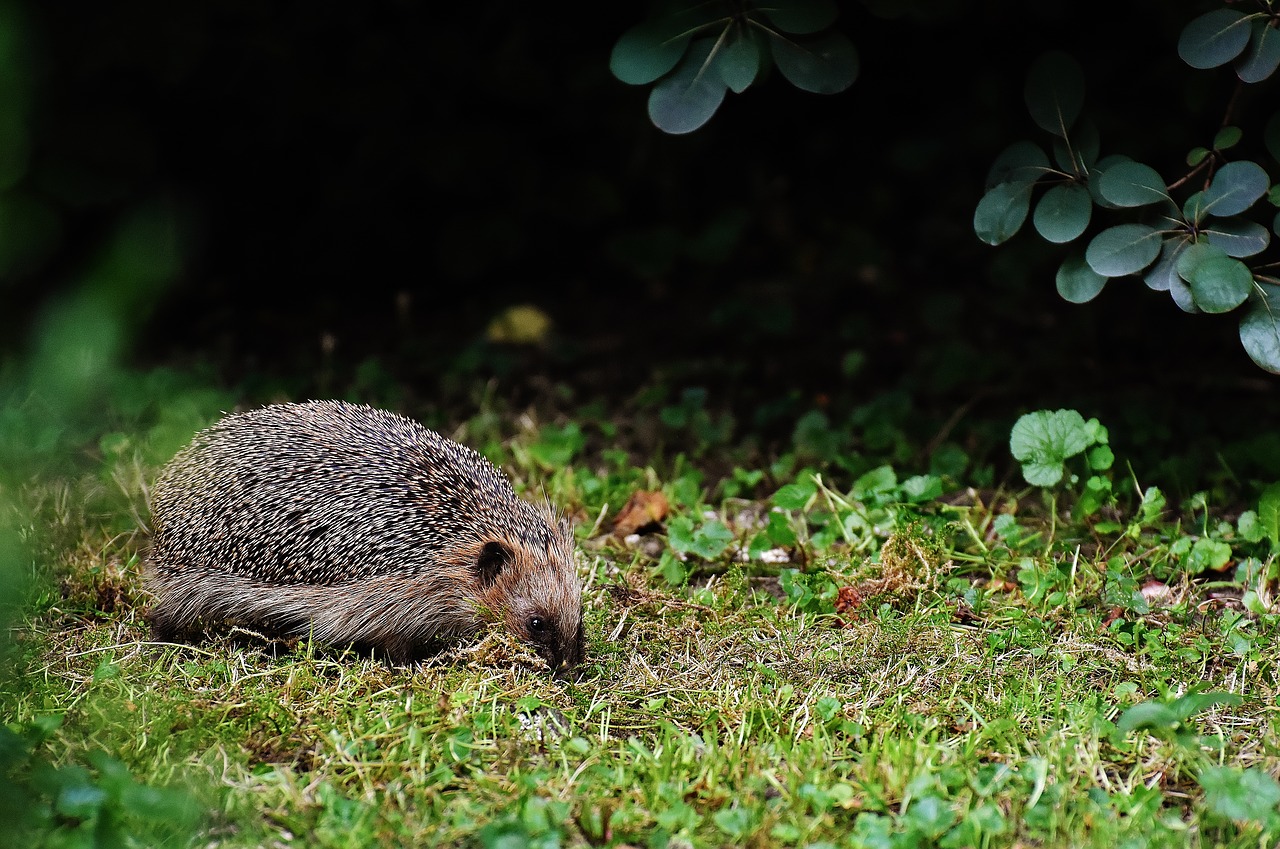 Image - hedgehog hard working build shelter