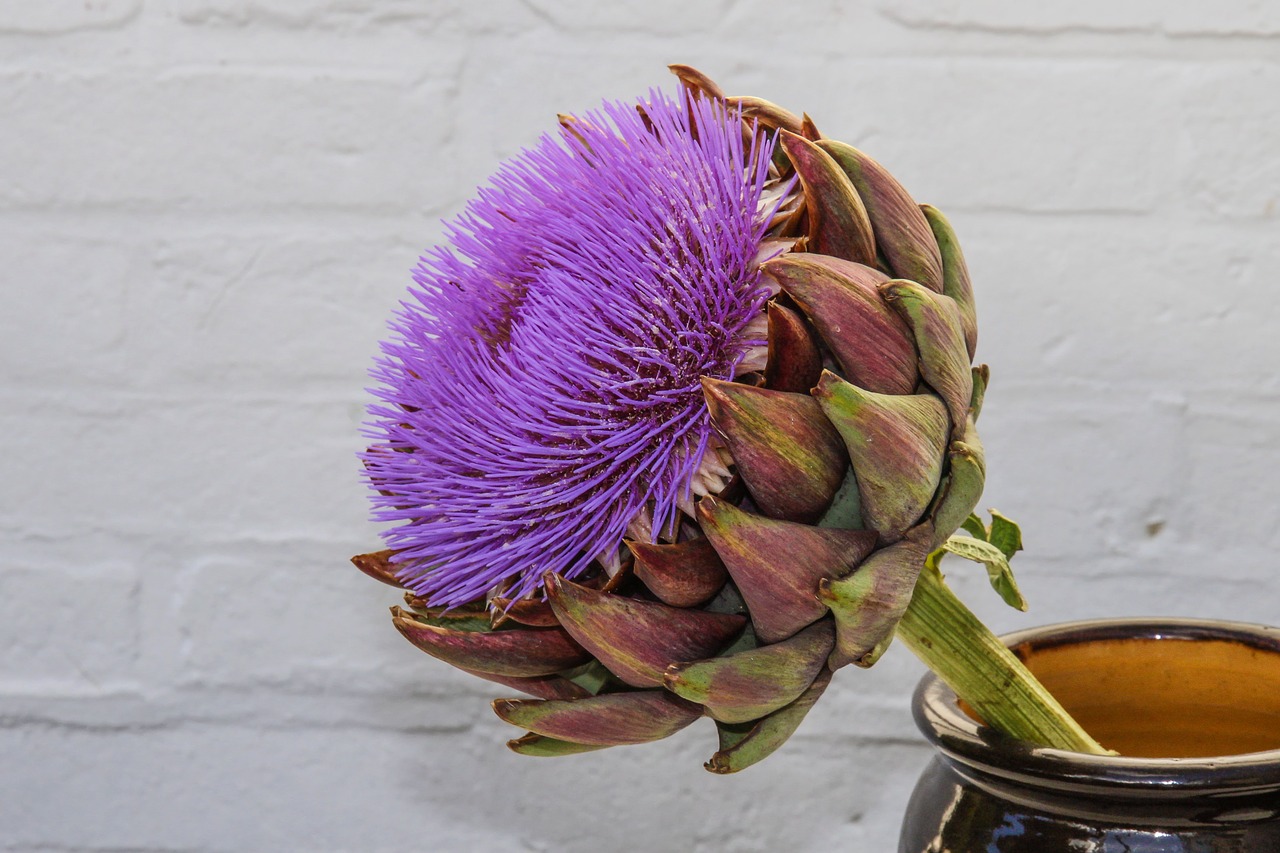 Image - artichoke blossom bloom composites