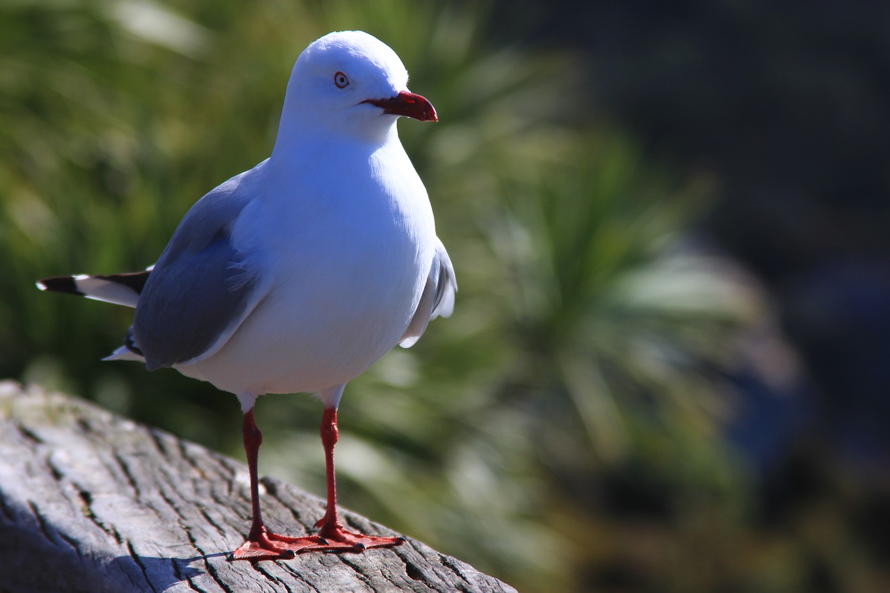 Image - seagull beach sea nature rock