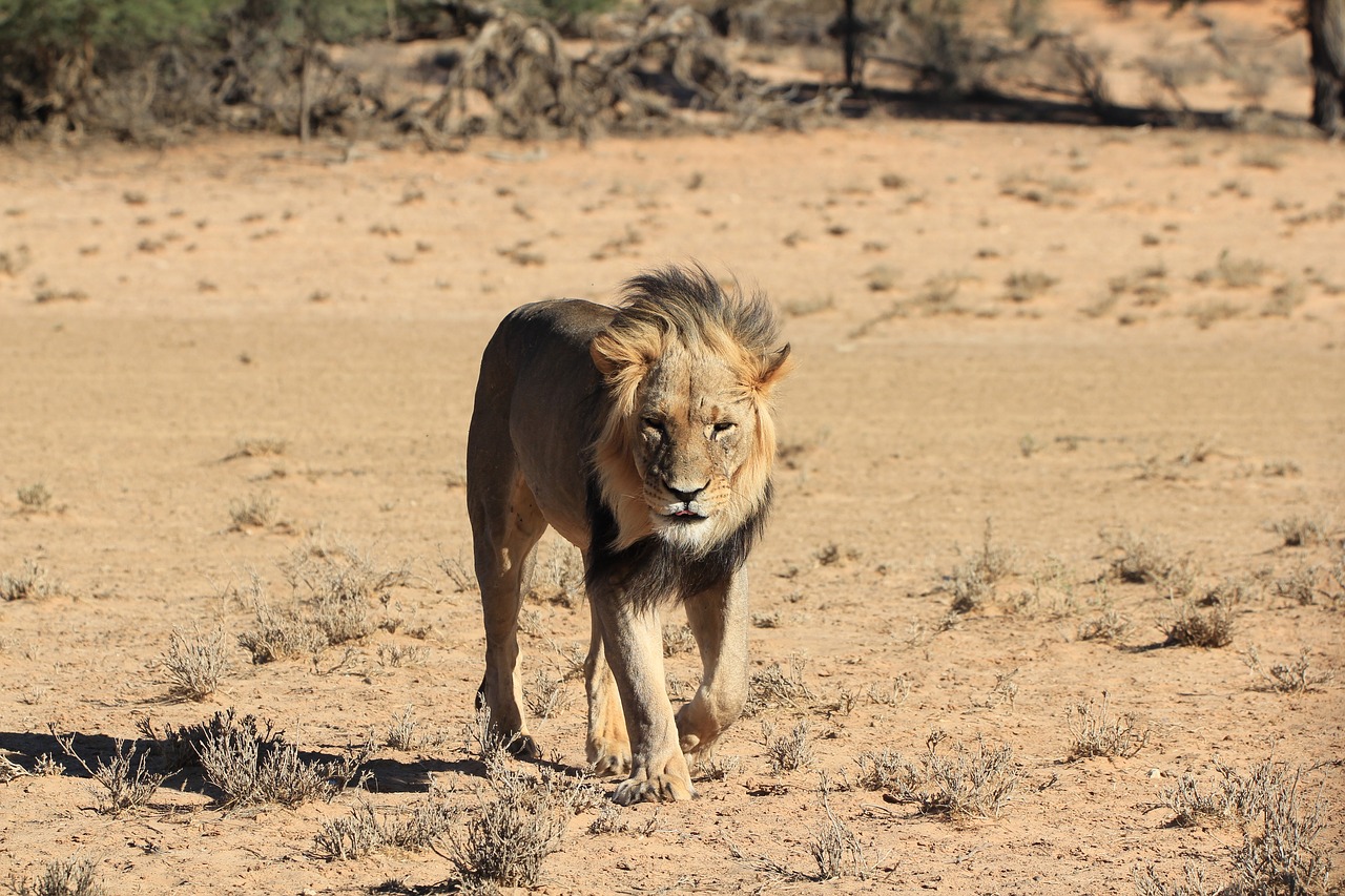 Image - lion desert botswana wild predator