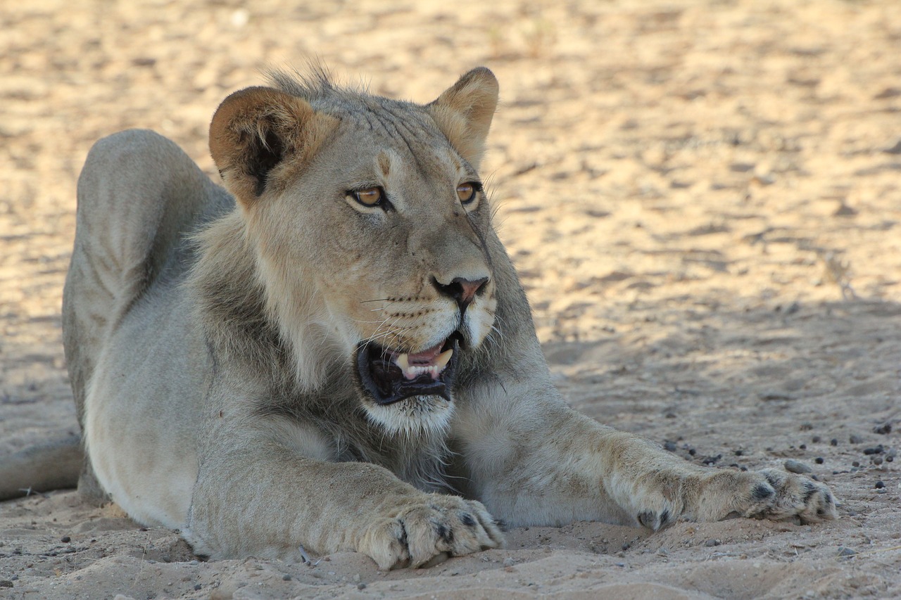 Image - lion young africa wildlife nature