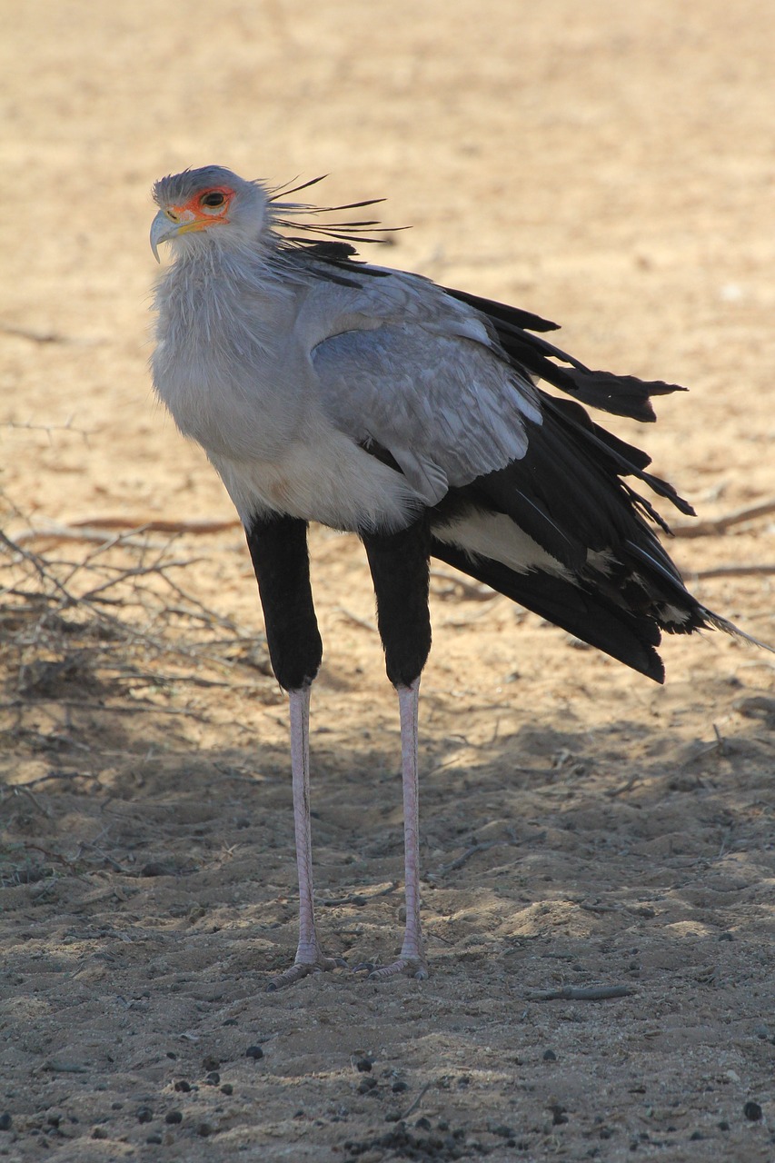 Image - secretary bird raptor predator