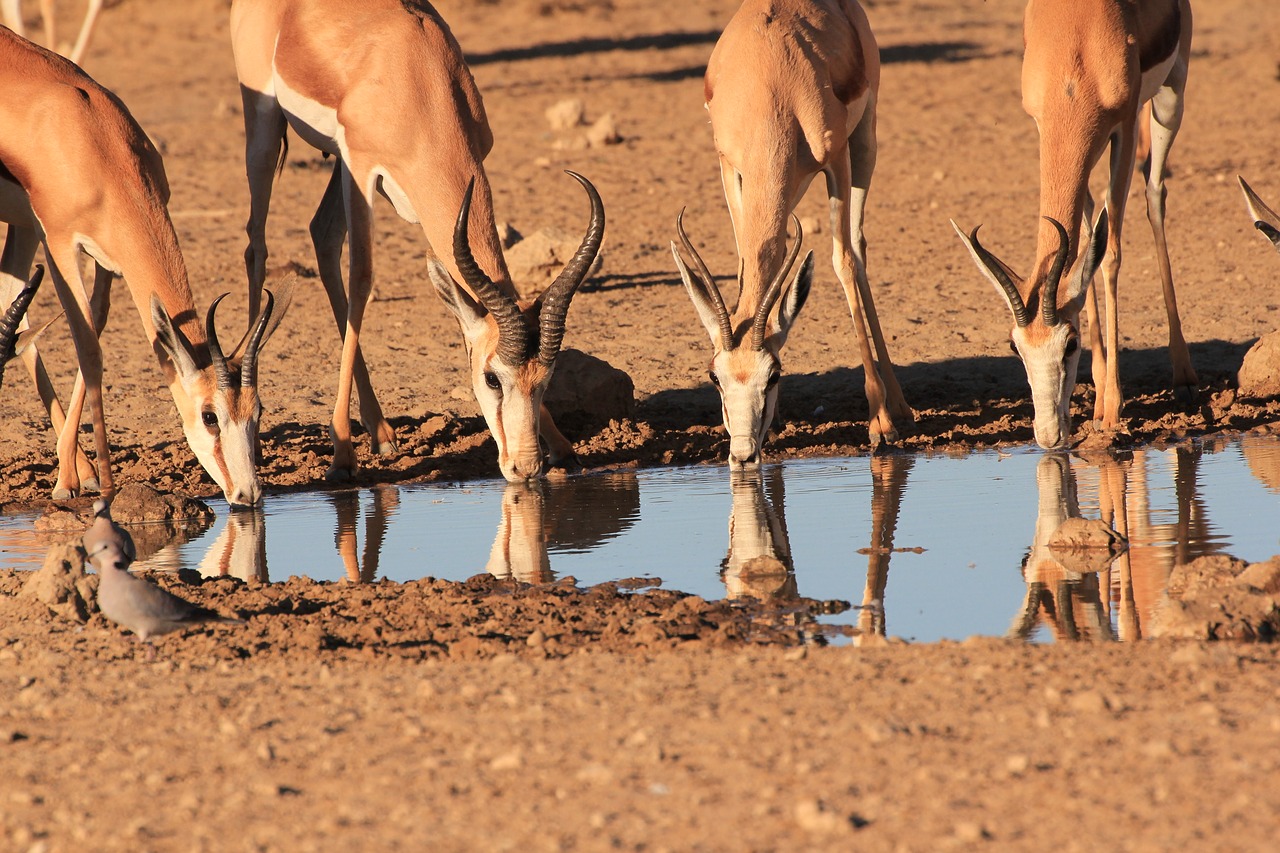 Image - springbok drinking waterhole