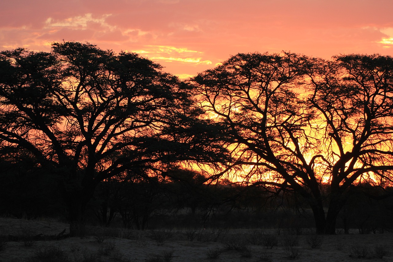 Image - sunset silhouette kalahari africa