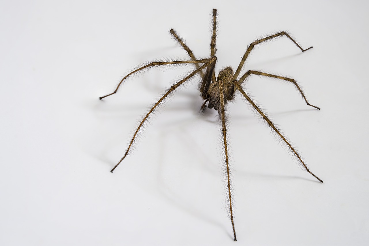 Image - domestic tégénaire spider