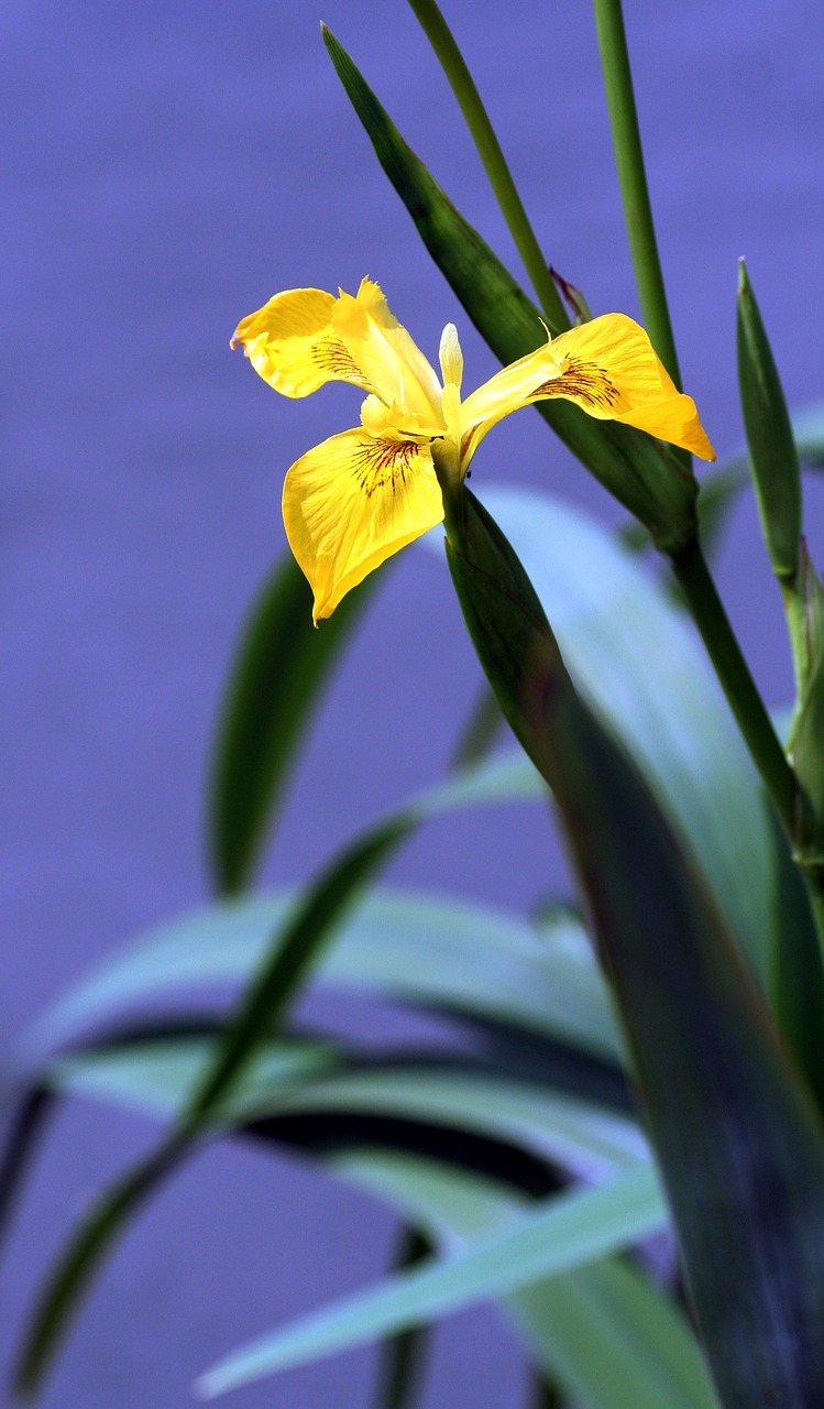 Image - iris marsh yellow vegetation