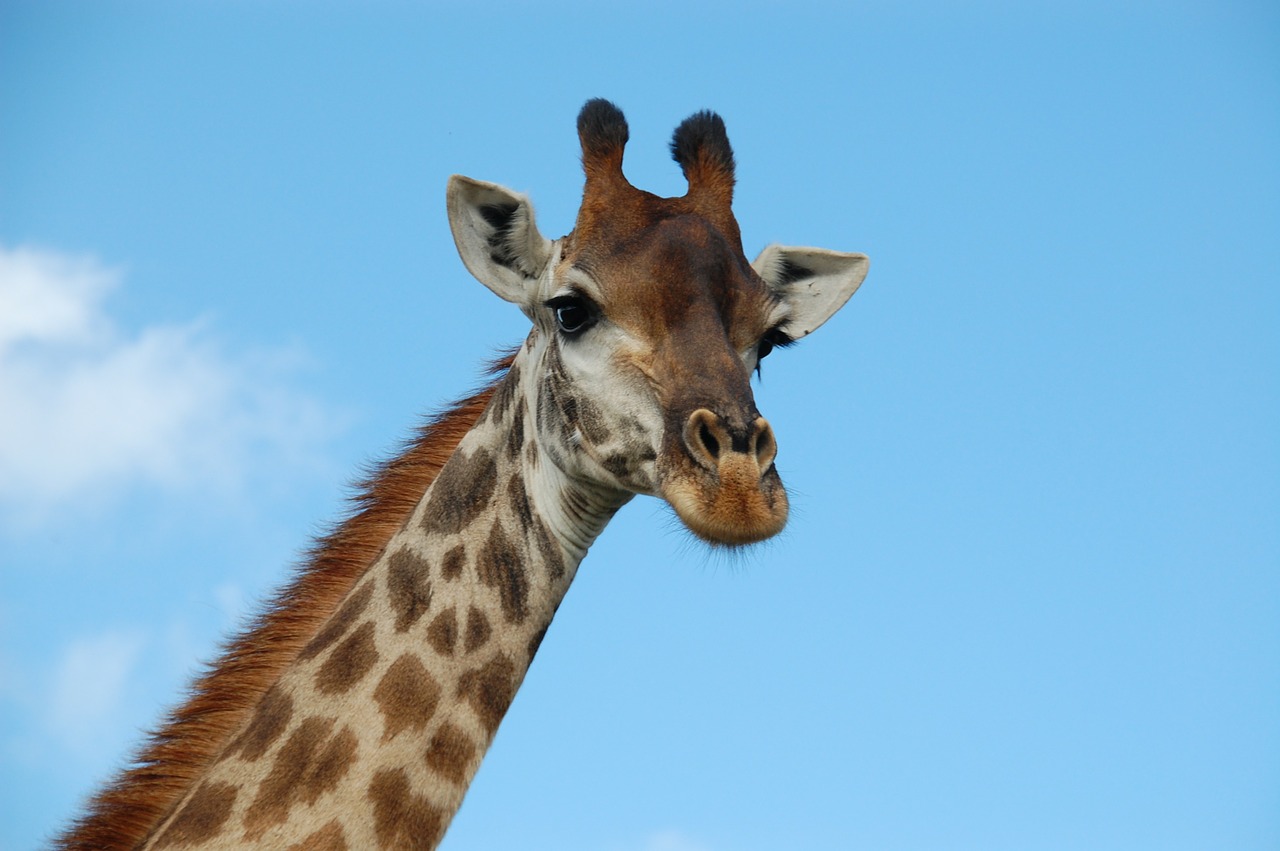 Image - south africa giraffe wild nature