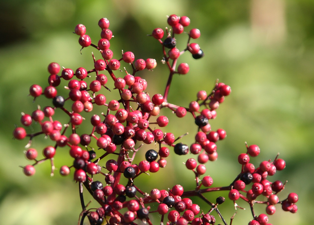 Image - shrub bowls nature color plant