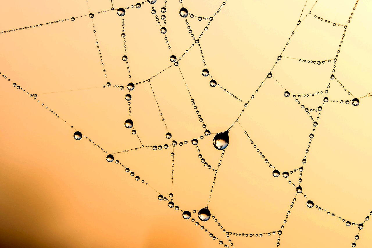 Image - beaded cobweb network dew drip