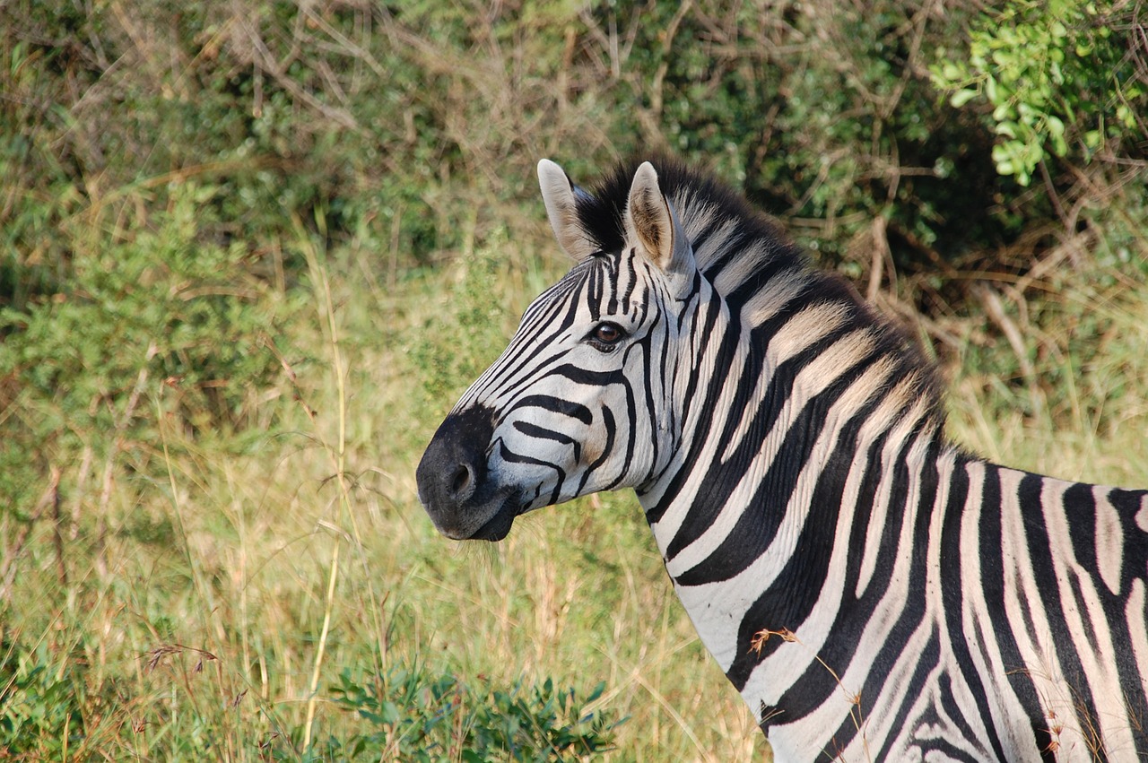 Image - south africa wild nature wildlife