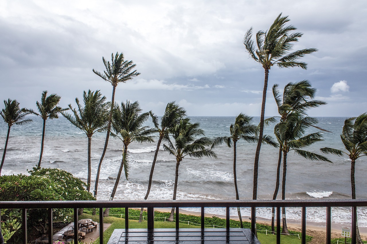 Image - palms tropical storm storm sea