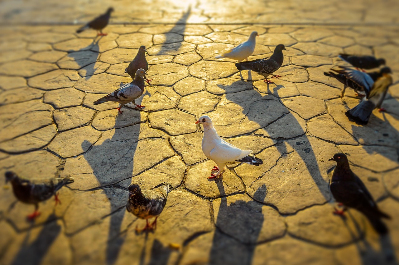 Image - pigeons birds nature dove wings