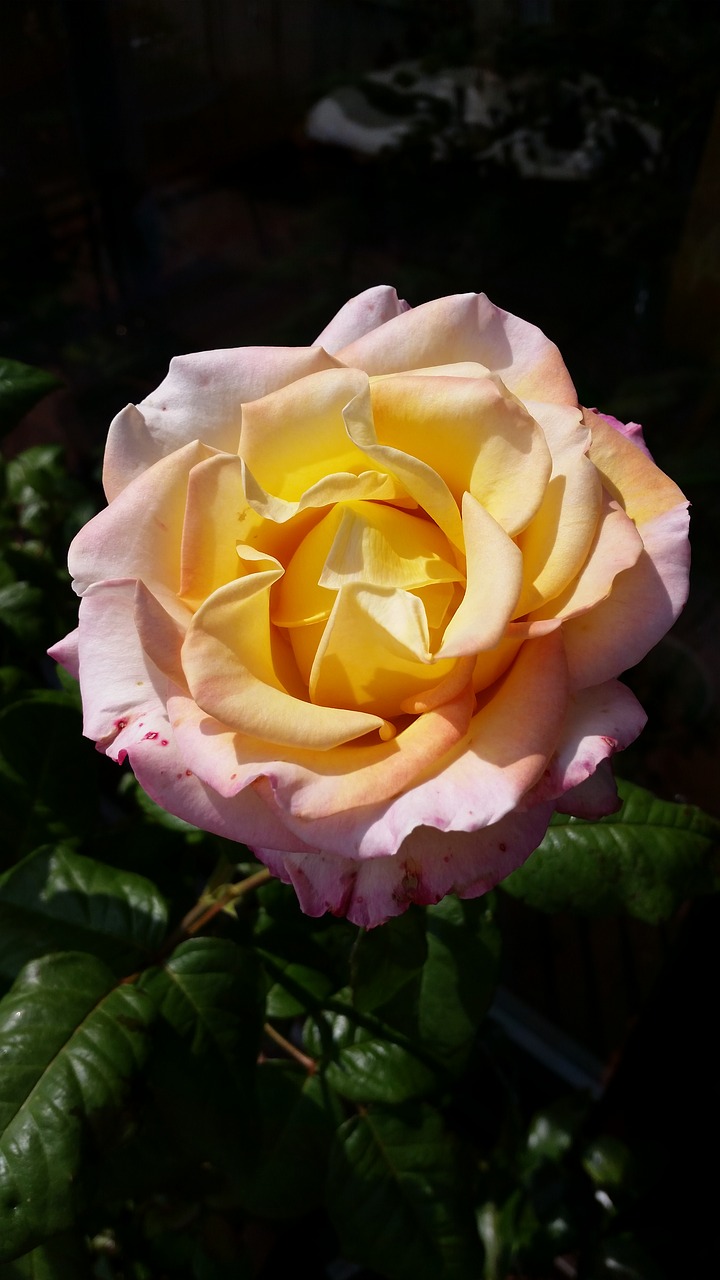 Image - rose yellow orange romance flower
