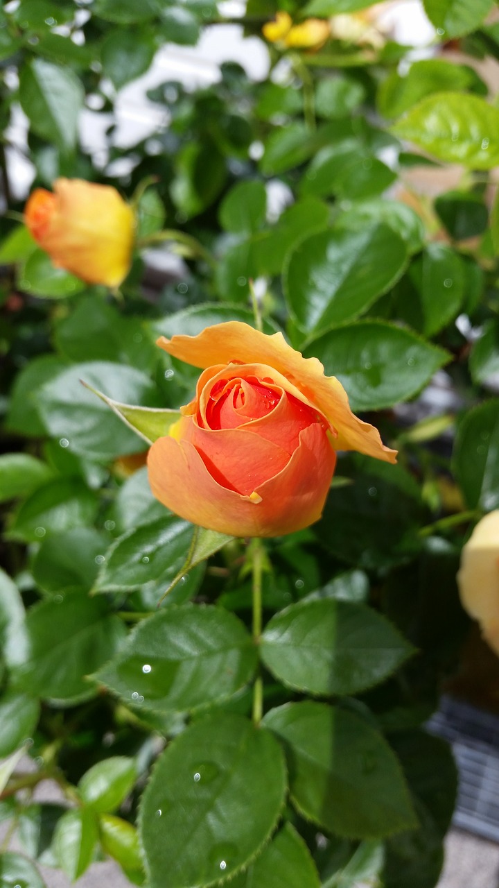 Image - rose yellow blossom bloom nature