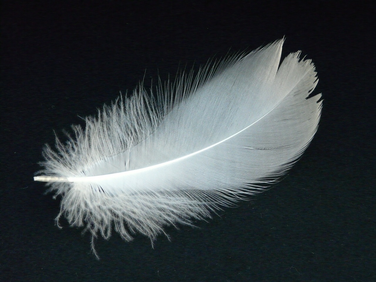 Image - swan feather feather swan slightly