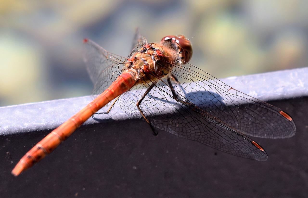 Image - dragonfly animal close nature wing