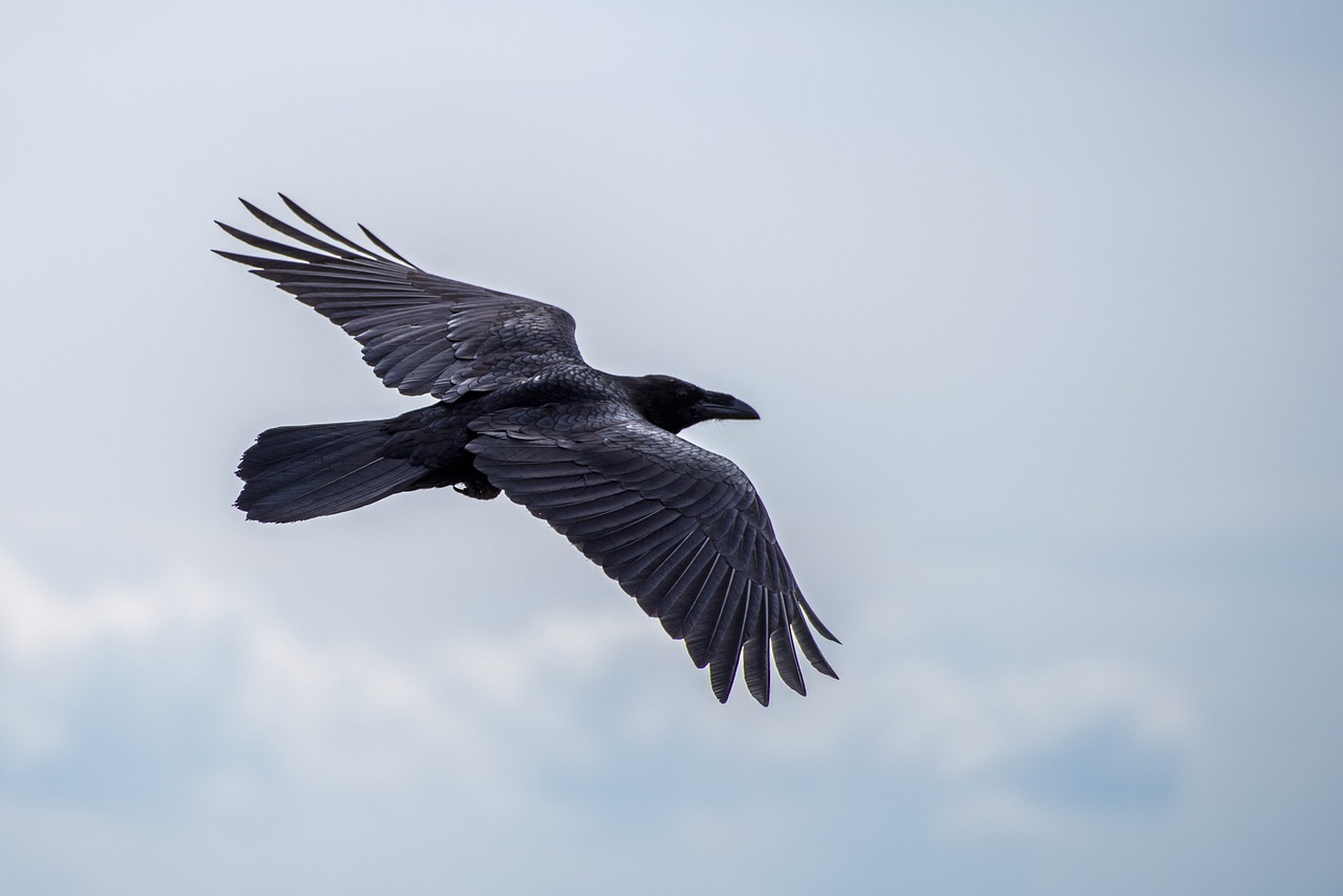 Image - bird raven flight sky