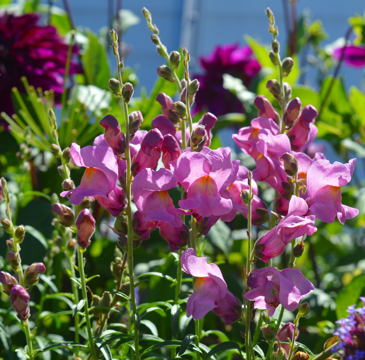 Image - loewenmaeulchen flower flowers pink