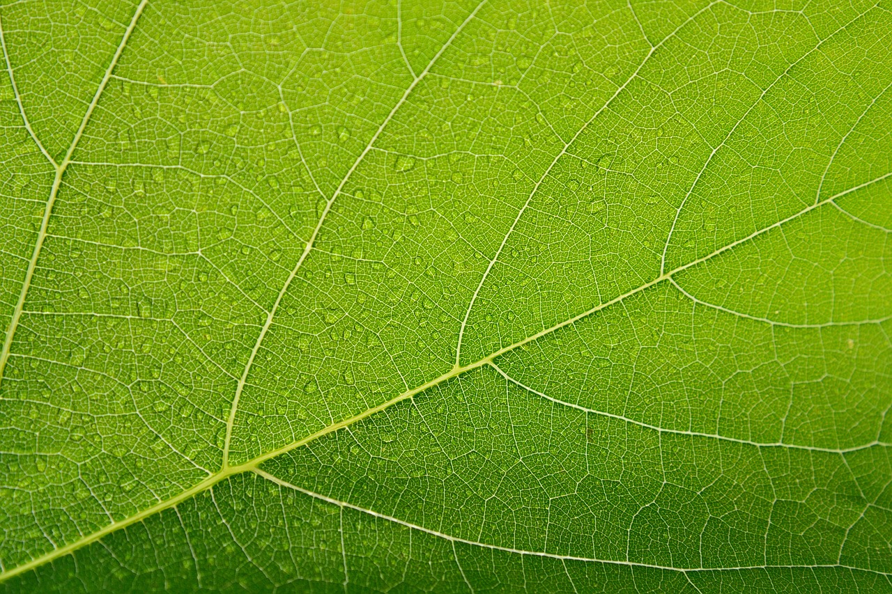 Image - sheet green drops closeup macro