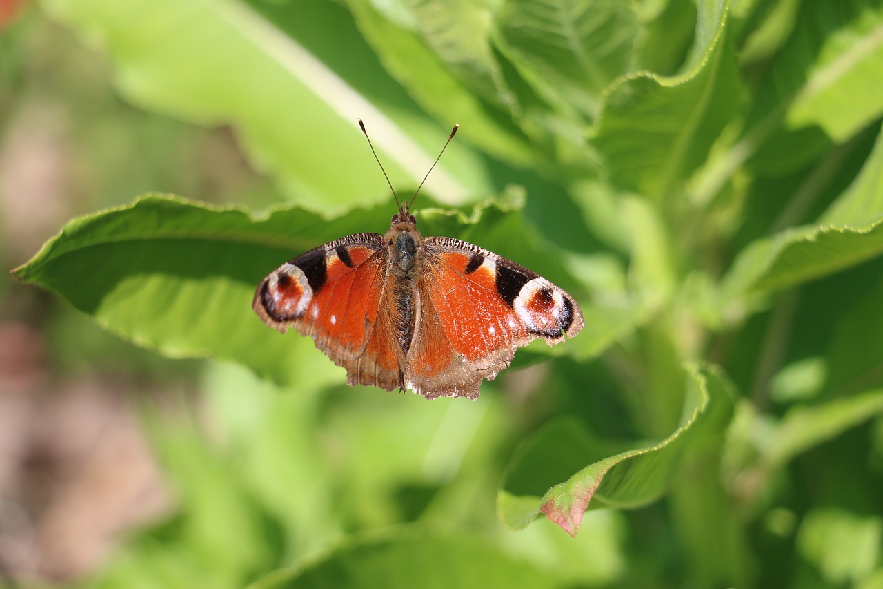 Image - nature butterfly peacock insect