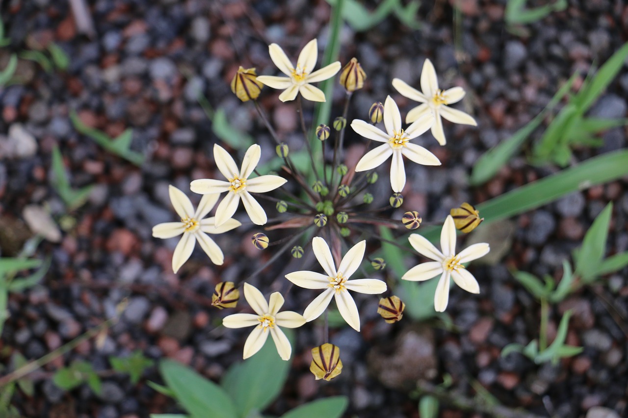 Image - blossom bloom asterisk allium