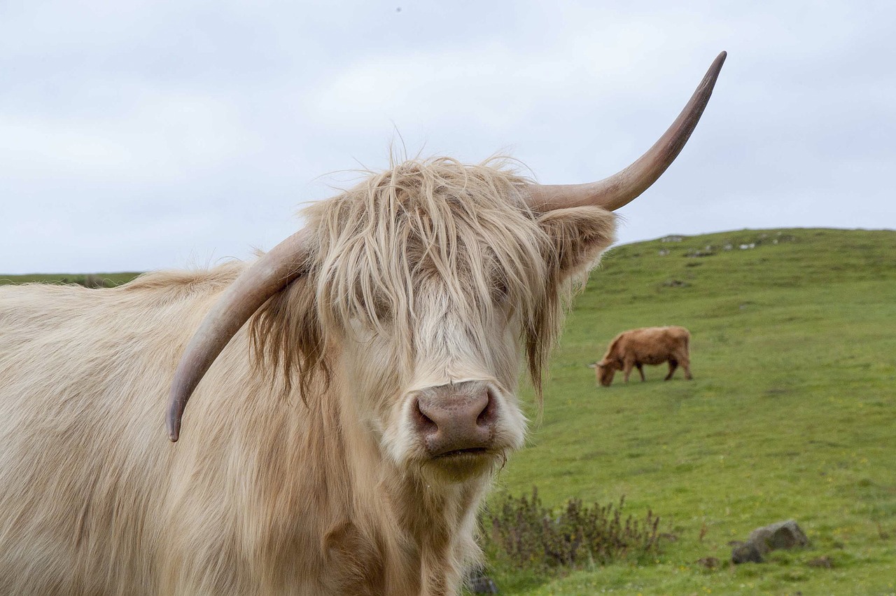 Image - highland cow scotland highland