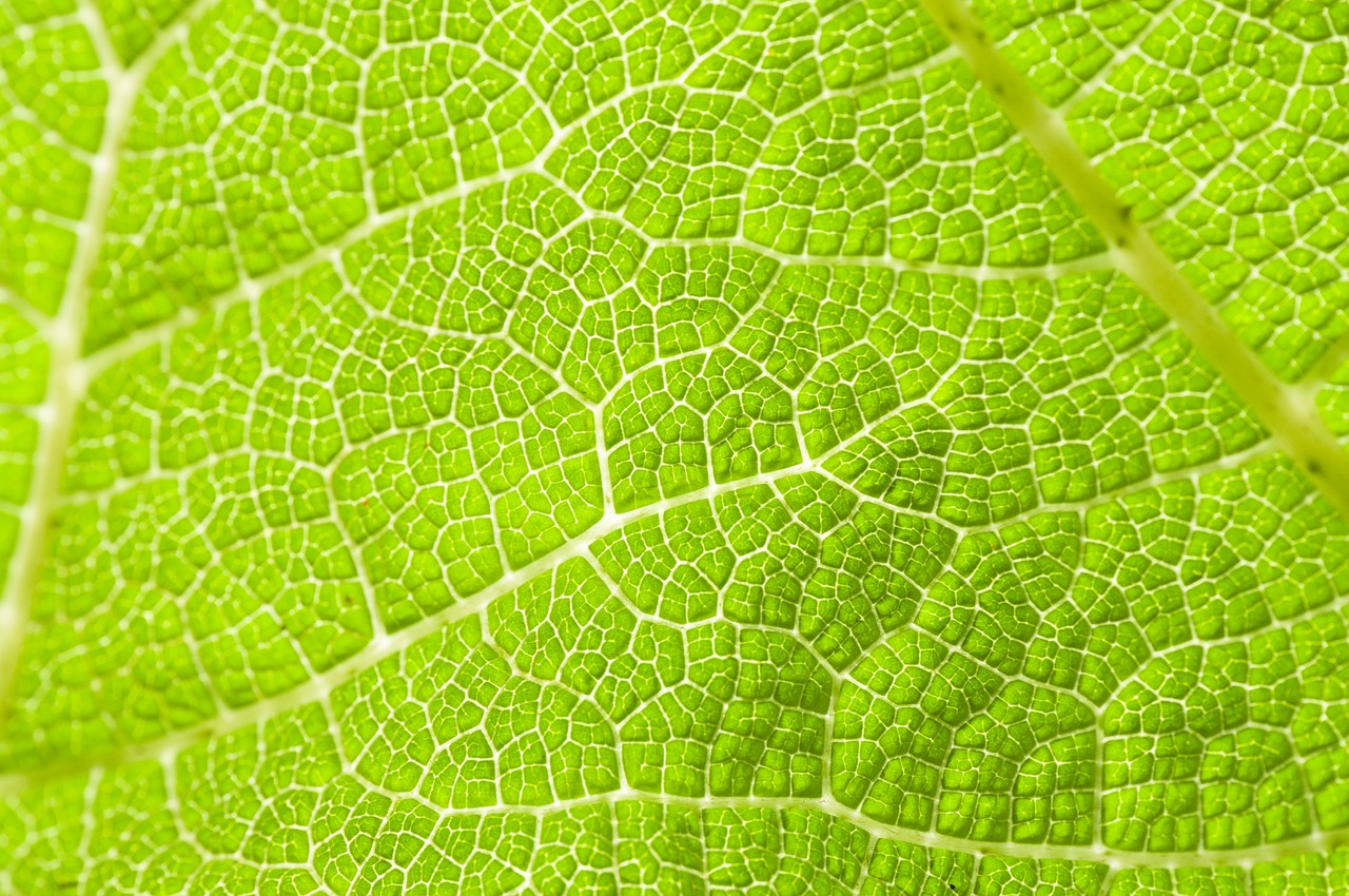 Image - leaf veins green leaves foliage