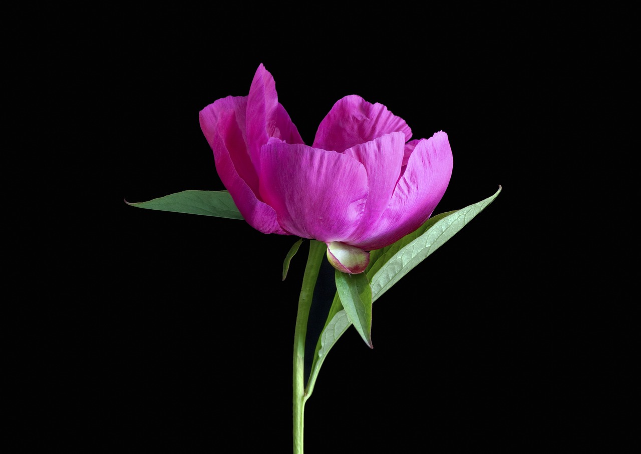 Image - pink peony flower peony pink