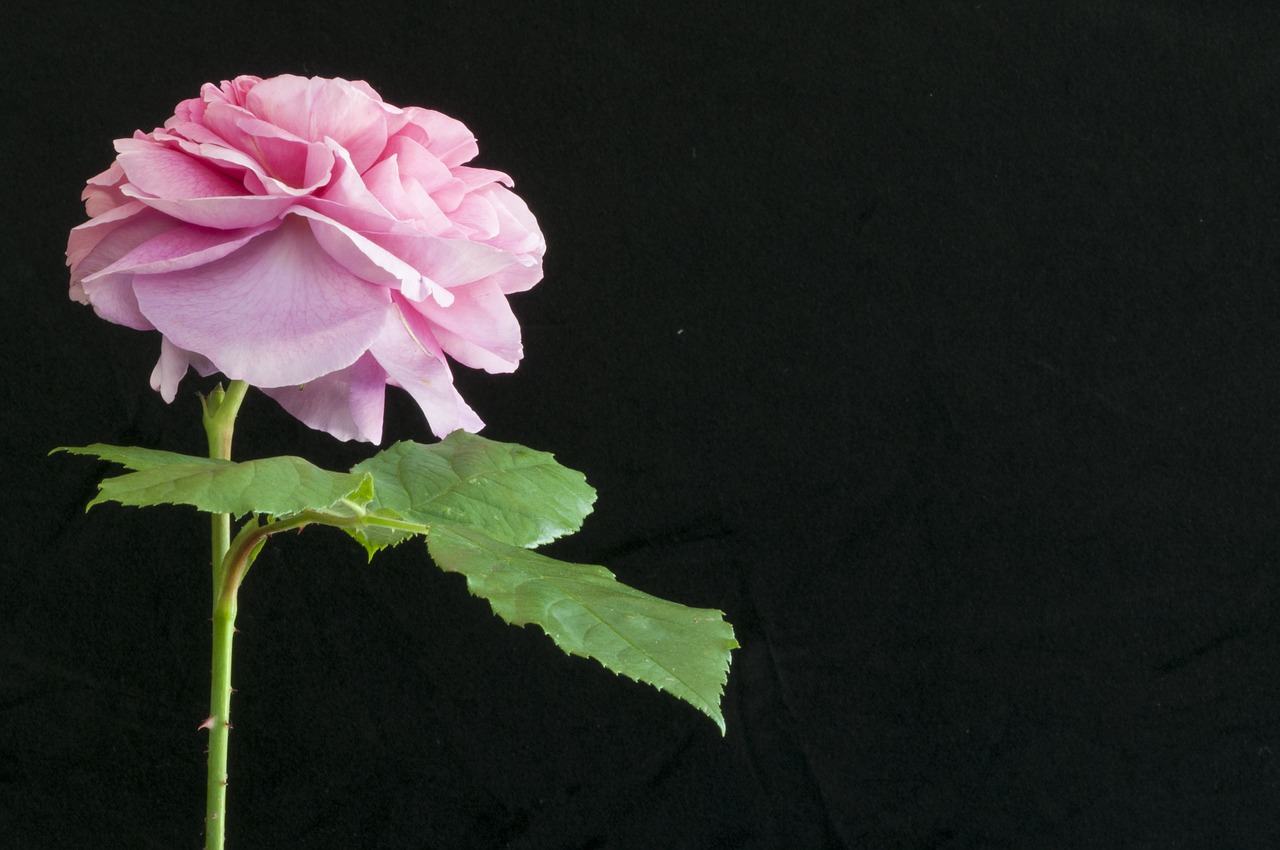 Image - pink rose garden petals pink rose