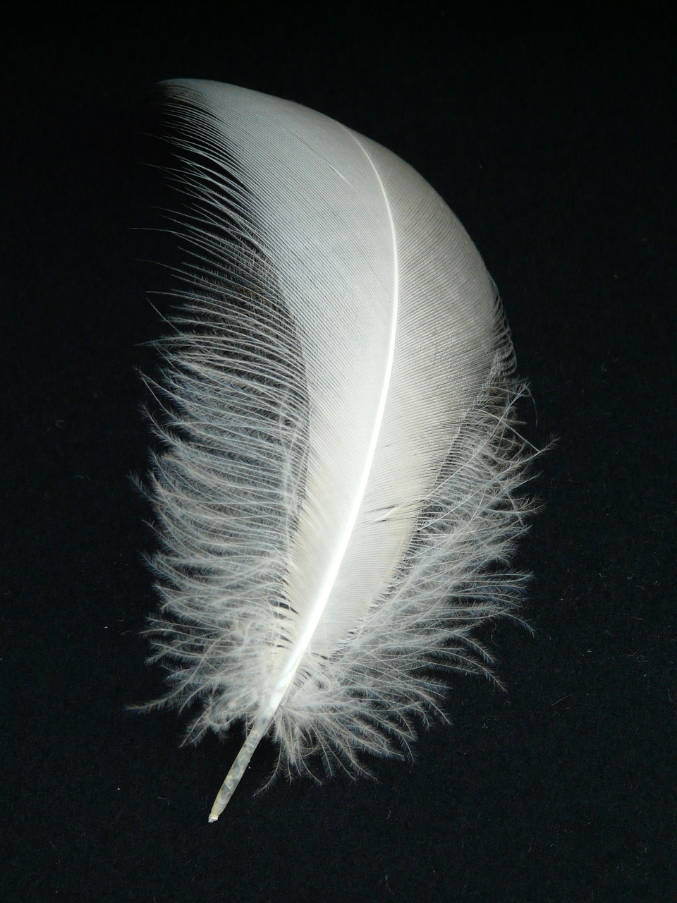 Image - swan feather feather swan slightly