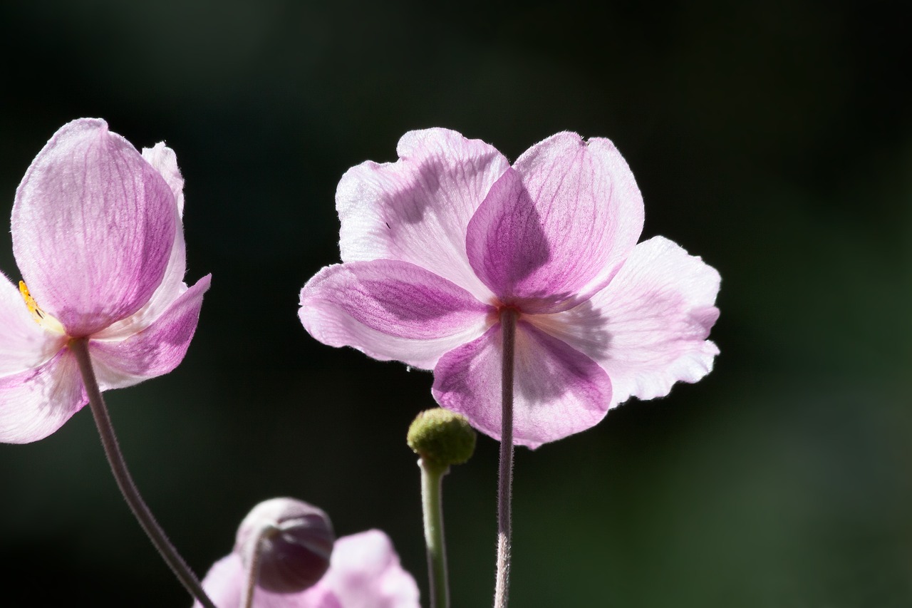 Image - anemone japan anemone ranunculaceae