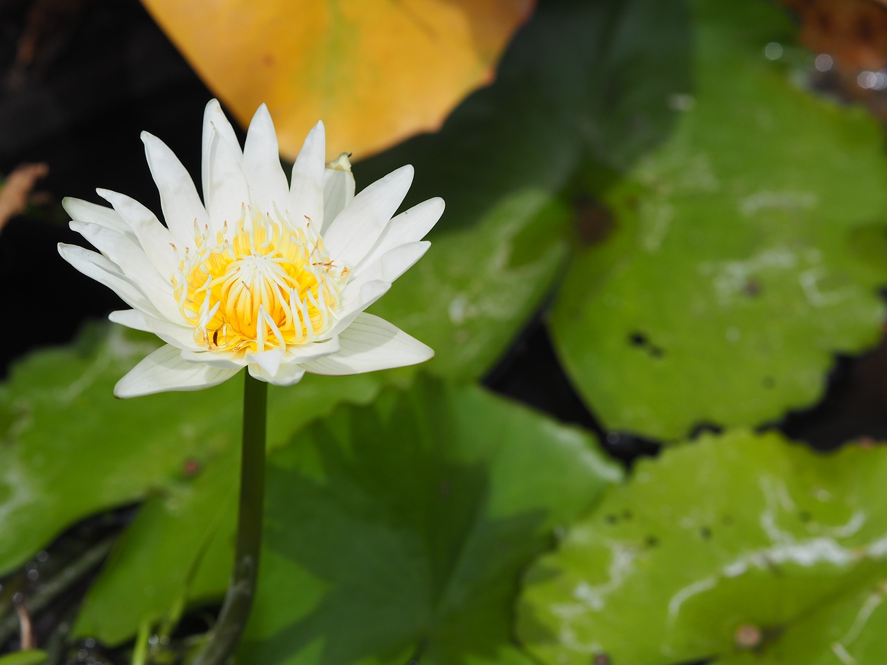 Image - lotus white white lotus nature