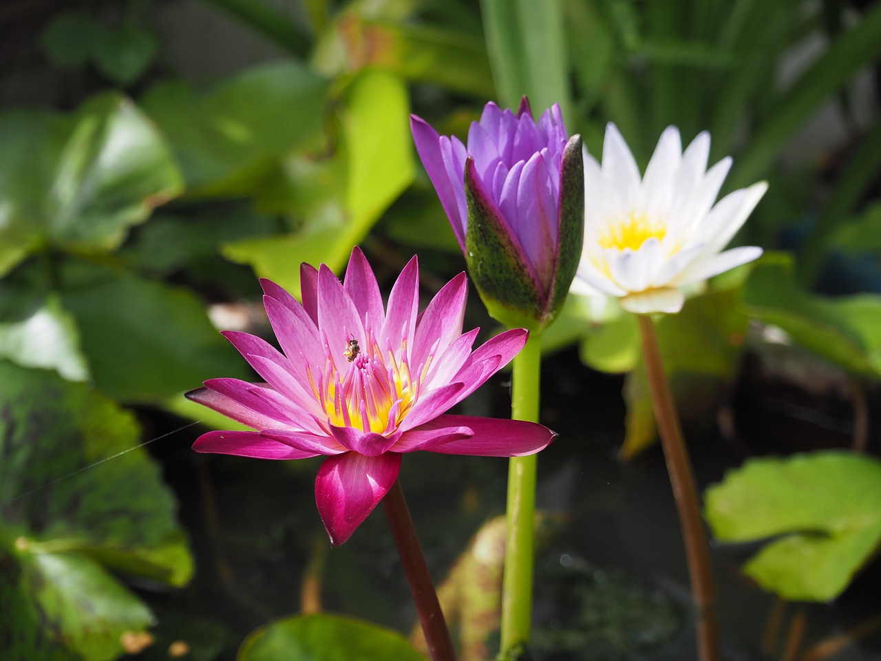 Image - lotus red bright leaves open