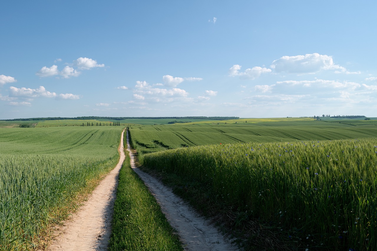 Image - field road wheat agriculture